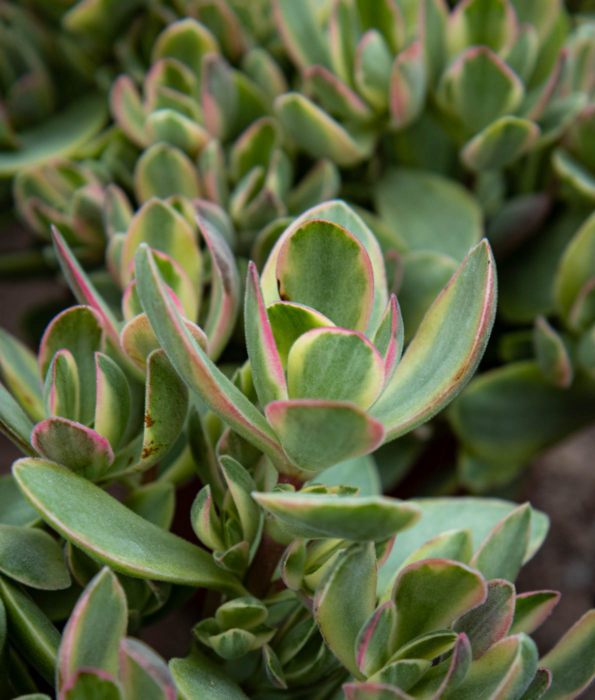 Paunikko Rusby Variegata - Image 2
