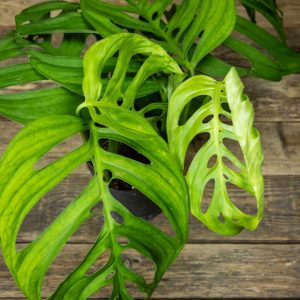 Peikonlehti Epipremnoides lehdet