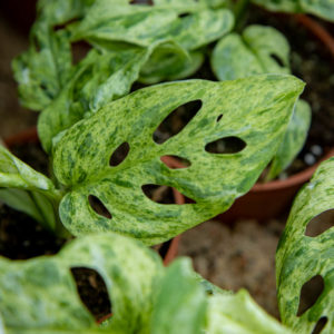 Peikonlehti Frozen Freckles