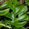 Monstera Little Sister