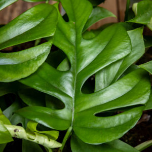 Monstera Little Sister