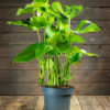 Peikonlehti Monstera deliciosa ruukussa myynnissä