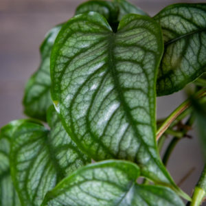 Peikonlehti Siltepecana lehdet