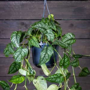 Peikonlehti Siltepecana amppelissa