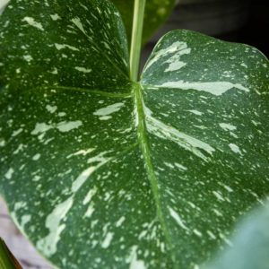 monstera Thai Constellation