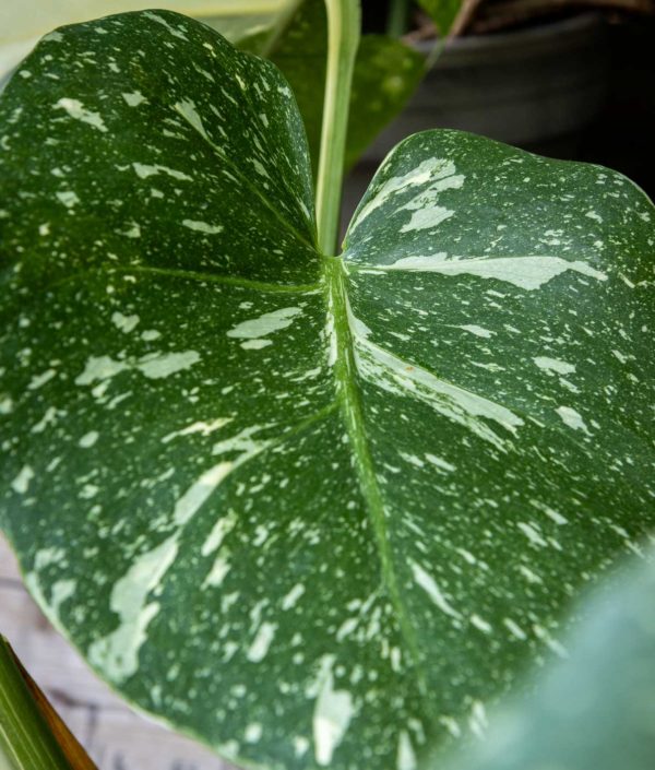 monstera Thai Constellation