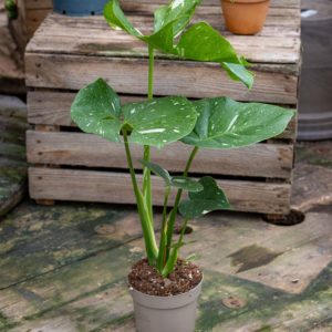 monstera varieagata