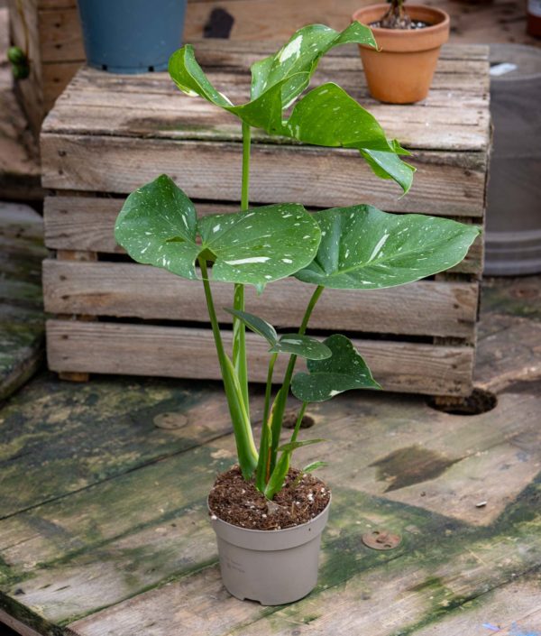 monstera varieagata