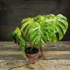 Monstera deliciosa