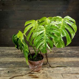 Monstera deliciosa