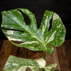 Ruukkuun istutettu kirjavalehtinen Monstera Thai Constellation -peikonlehti