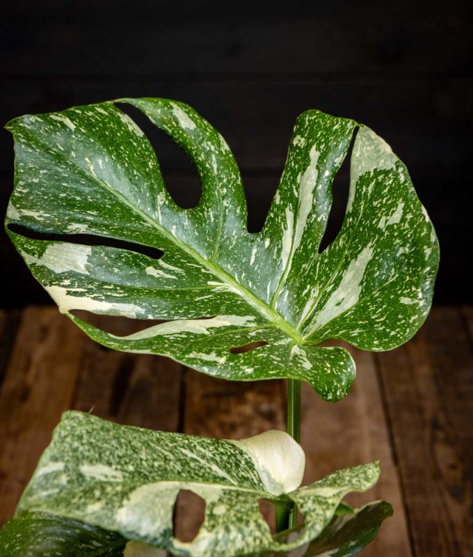 Ruukkuun istutettu kirjavalehtinen Monstera Thai Constellation -peikonlehti