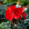 punainen pelargoni
