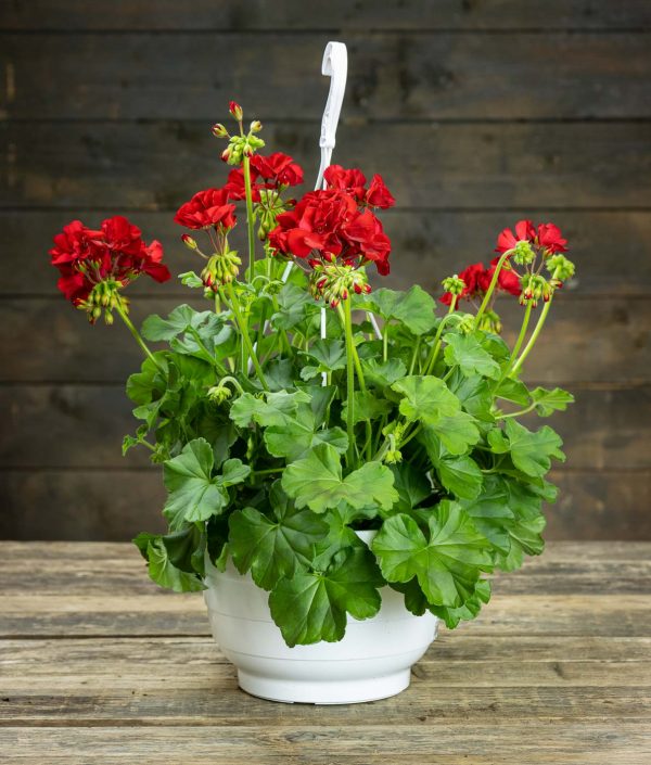 Pelargoni-Amppeli