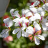 Pelargoni-Amppeli