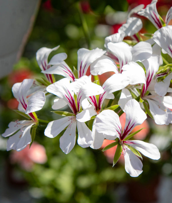 Pelargoni-Amppeli