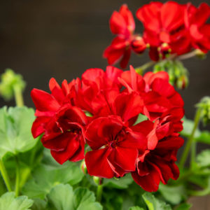 pelargonia amppeli