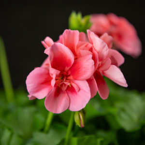 Pelargoni-Amppeli