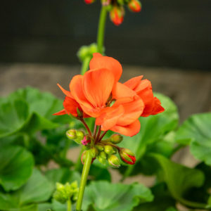 Pelargoni