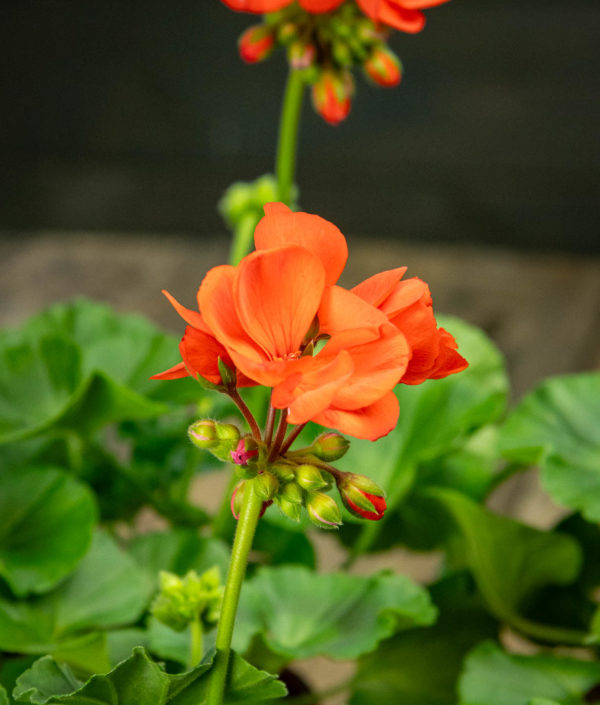 Pelargoni