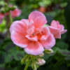 Pelargoni