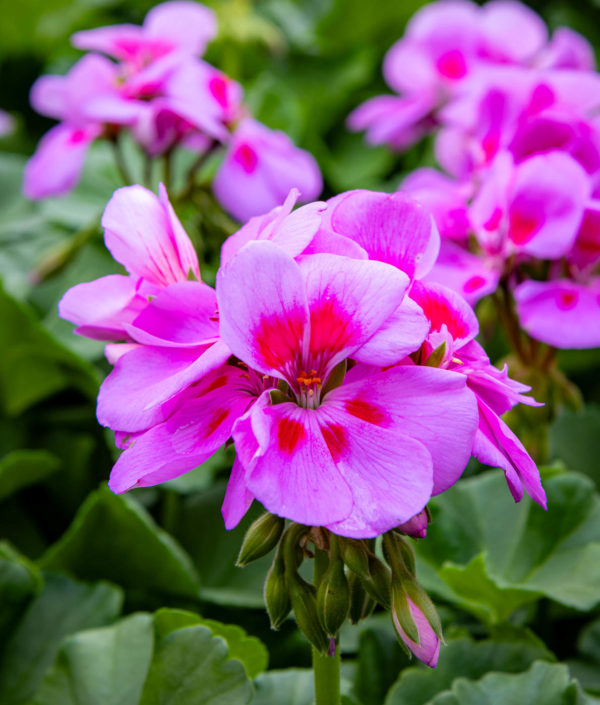 Pelargonin kukka