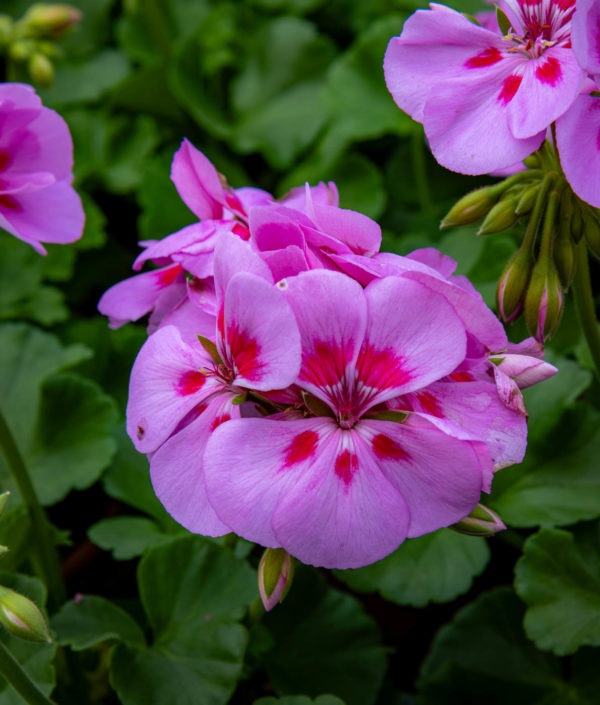 Pelargoni Calypso