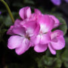 Pelargoni