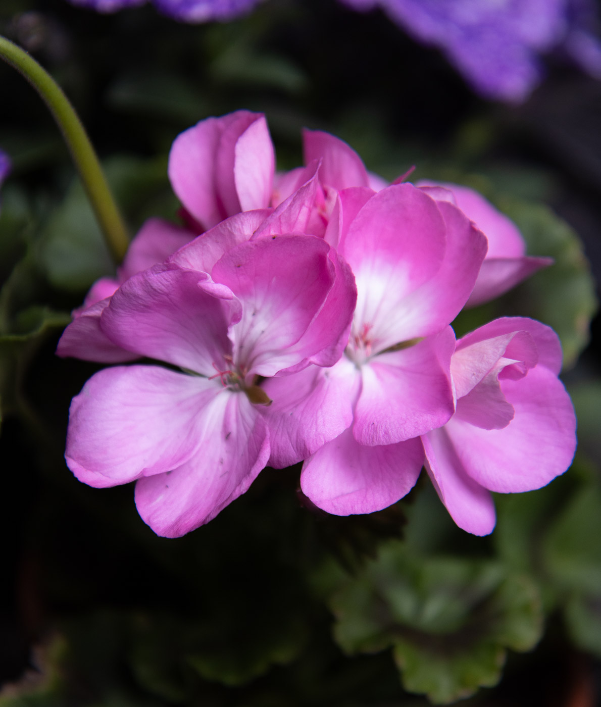 Pelargoni