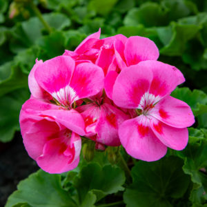 pelargoni