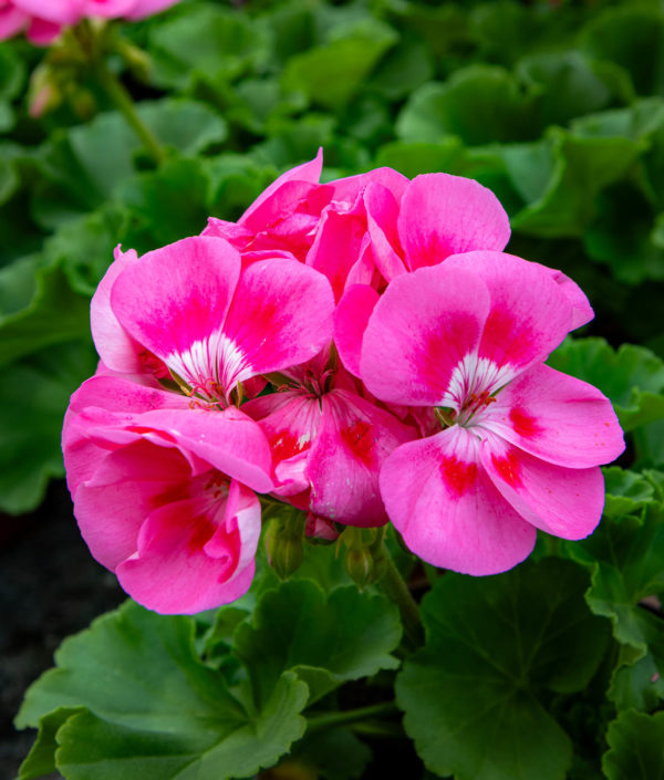 pelargoni