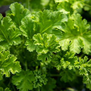 Pelargoni Concolor Lace