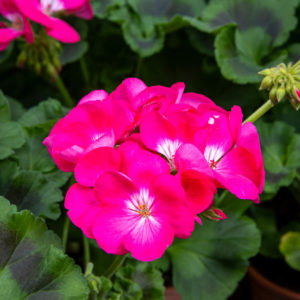 Pelargoni