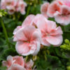 Pelargoni