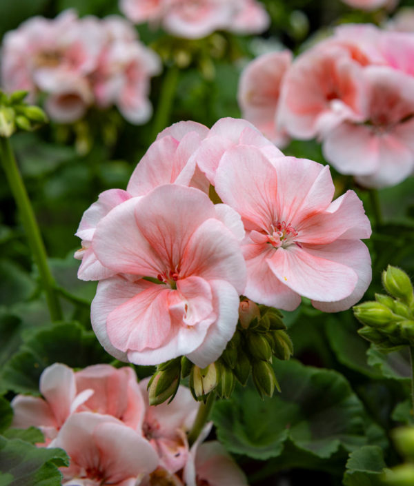 Pelargoni