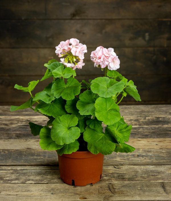 Pelargoni Drottning Ingrid - Image 2