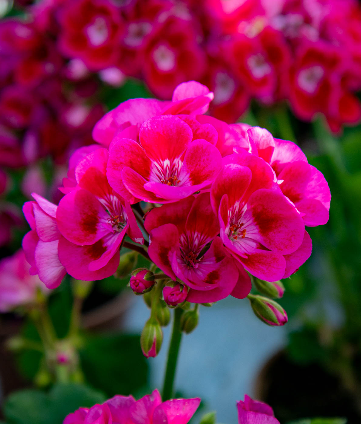Pelargoni Flower Fairy Berry - Image 3