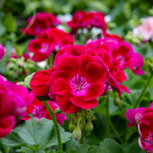 Pelargoni