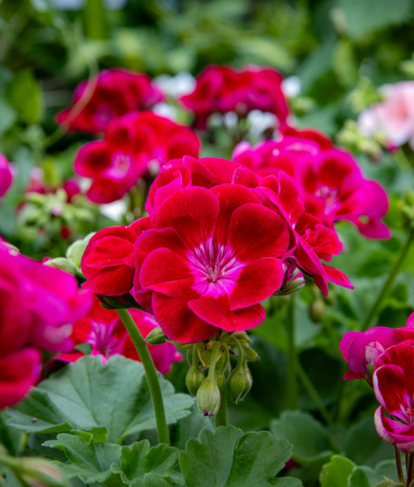 Pelargoni