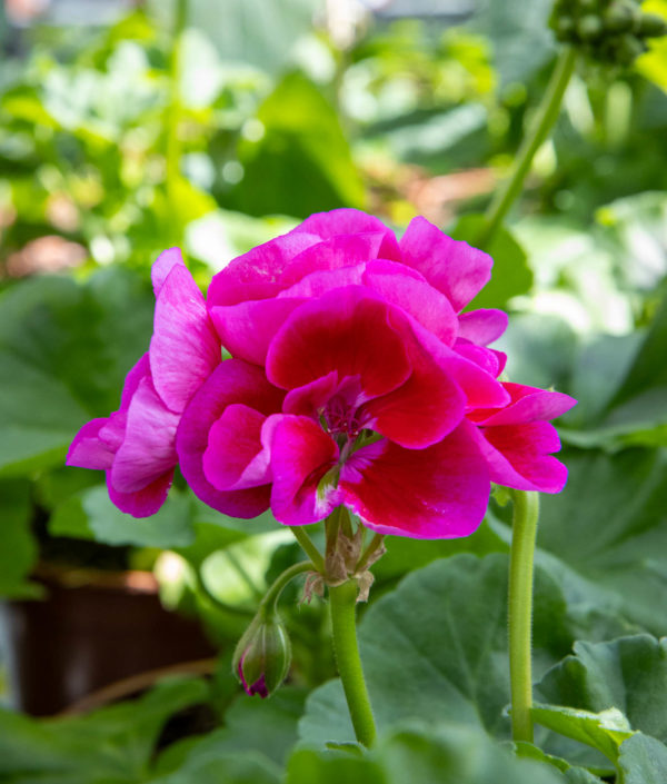 Pelargoni