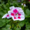 Pelargoni