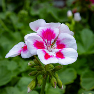 Pelargoni
