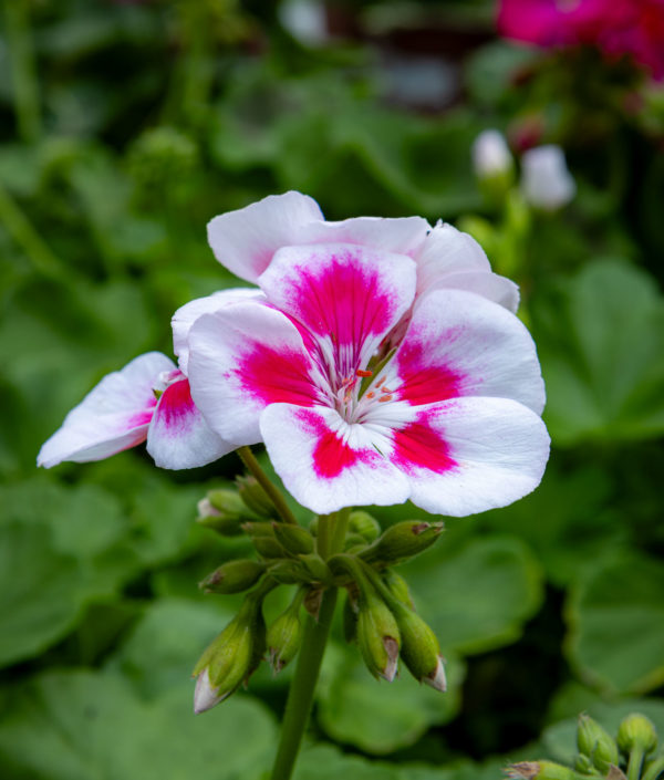 Pelargoni