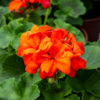 Pelargoni