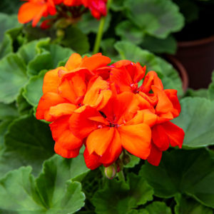 Pelargoni
