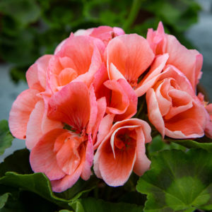 pelargonin kukka