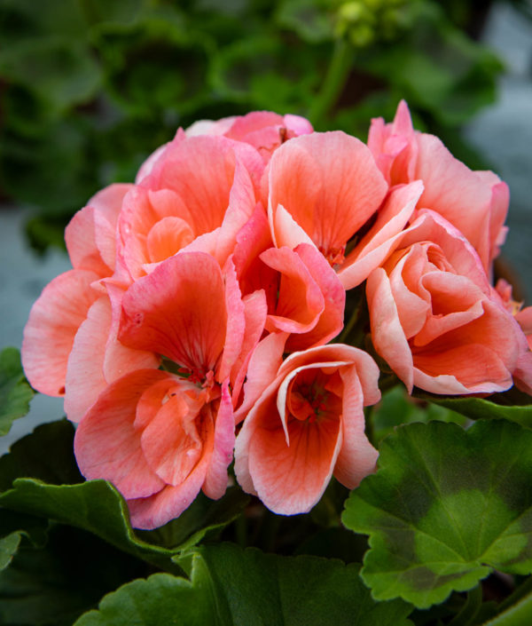 pelargonin kukka
