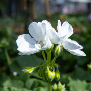 Pelargoni valkoine