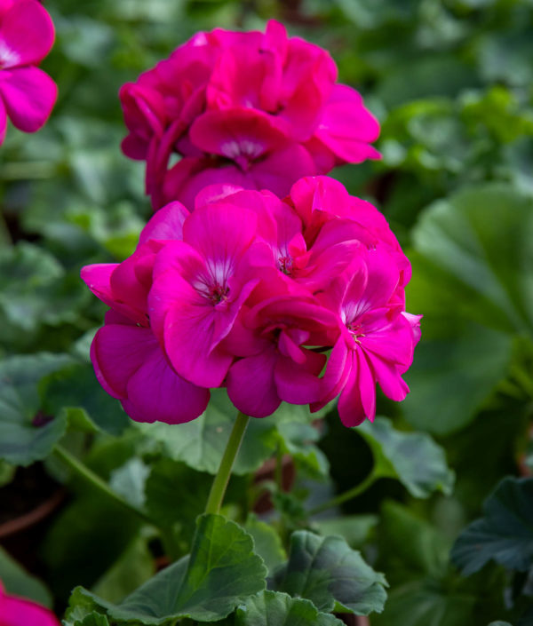 Pelargoni