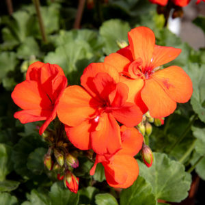 Pelargoni